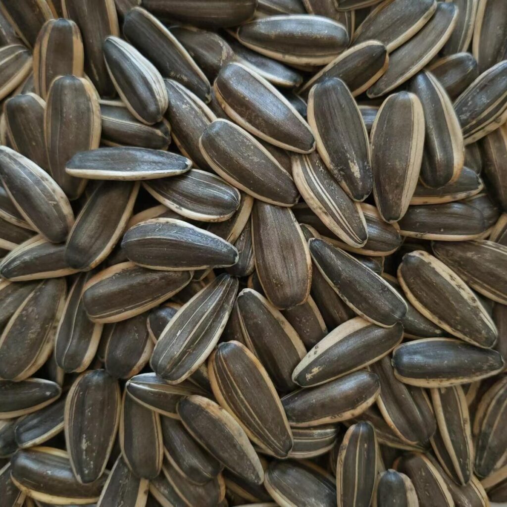 361 Series Sunflower Seeds