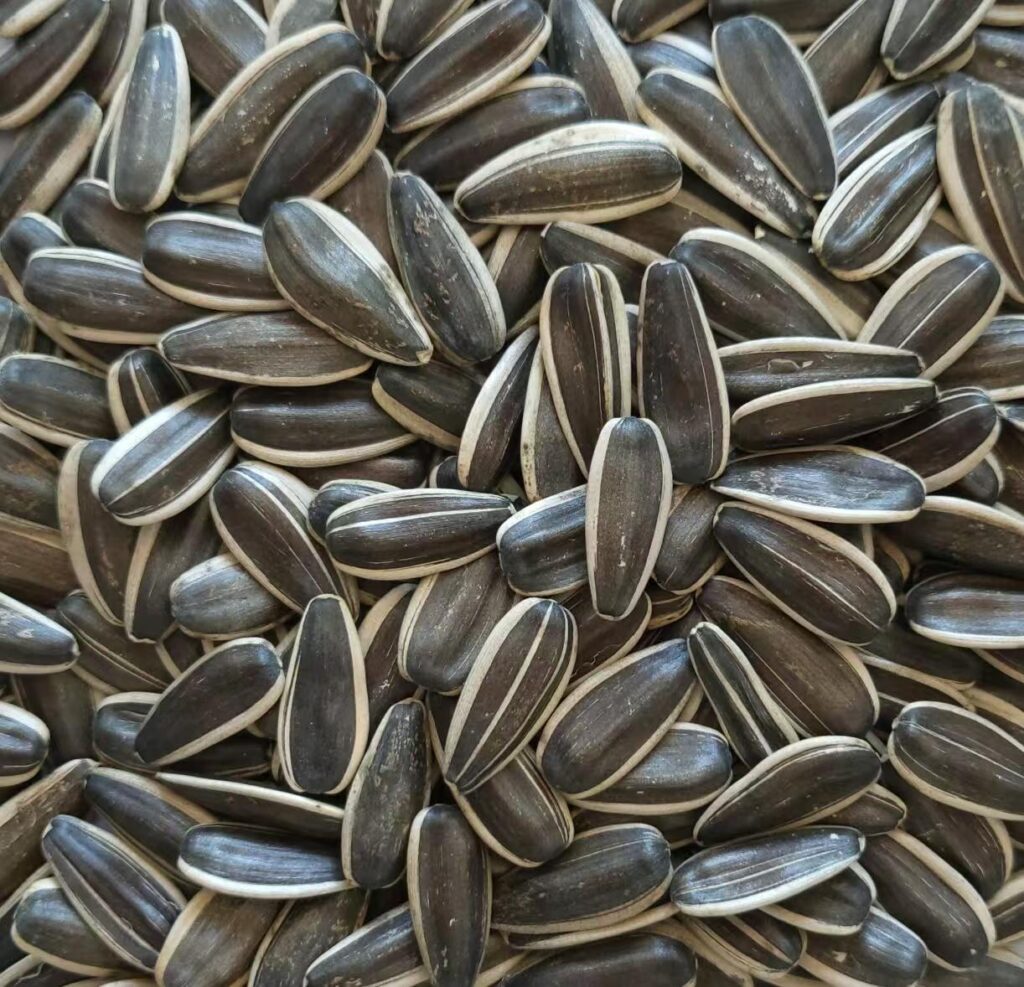 363 Series Sunflower Seeds