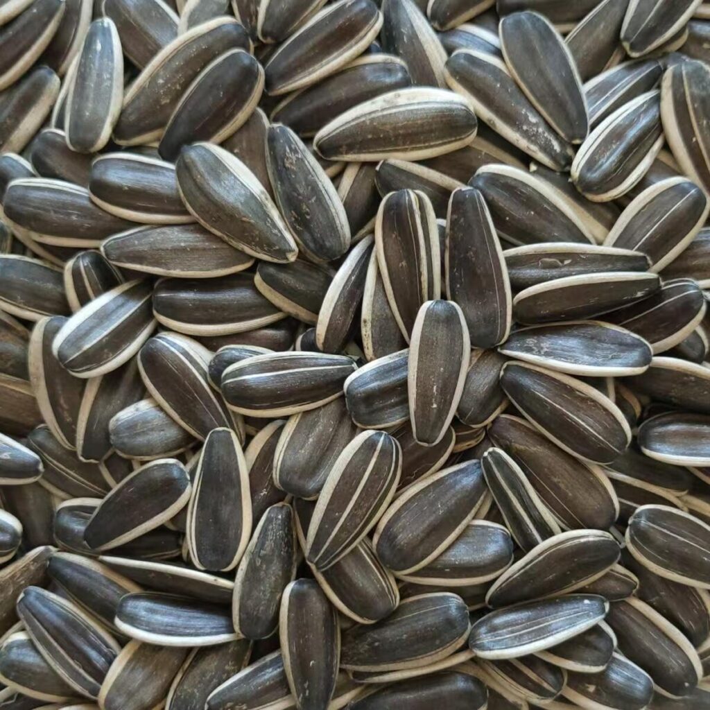 363 Series Sunflower Seeds