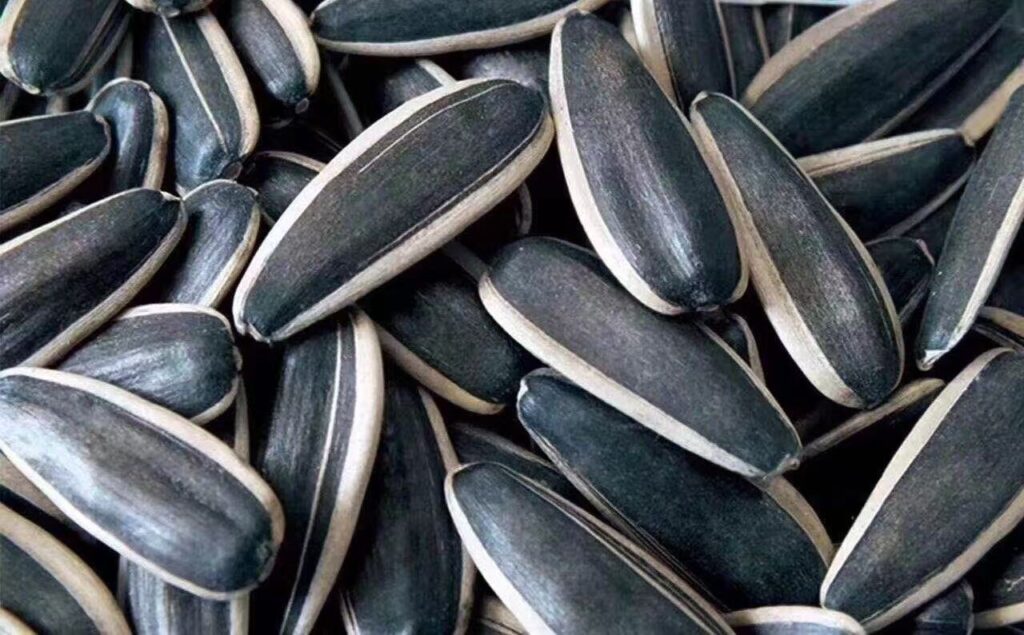 T5 Sunflower Seeds