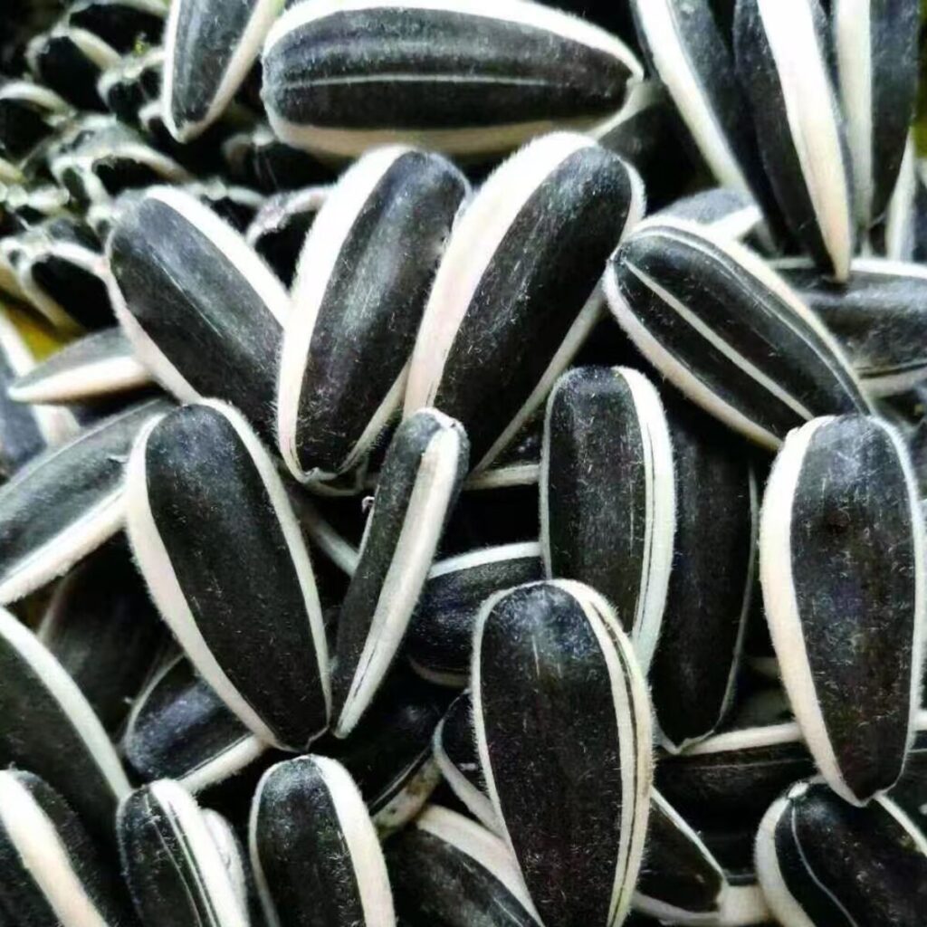 T5 Sunflower Seeds