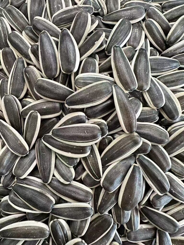 T6 Sunflower Seeds